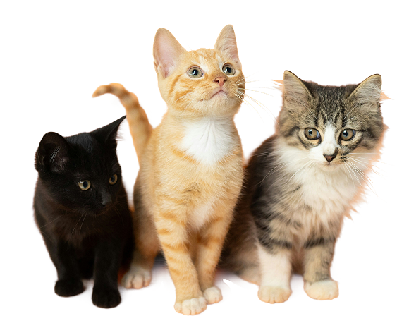 Cats with doctor